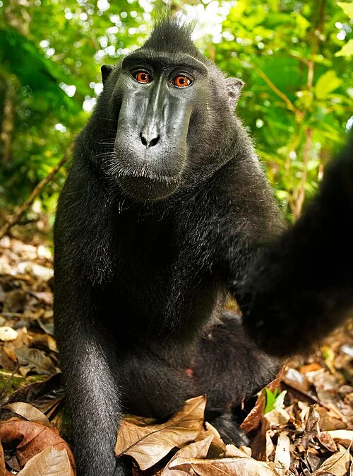 Autoportrait complet - macaque de Sulawesi (Indonésie)